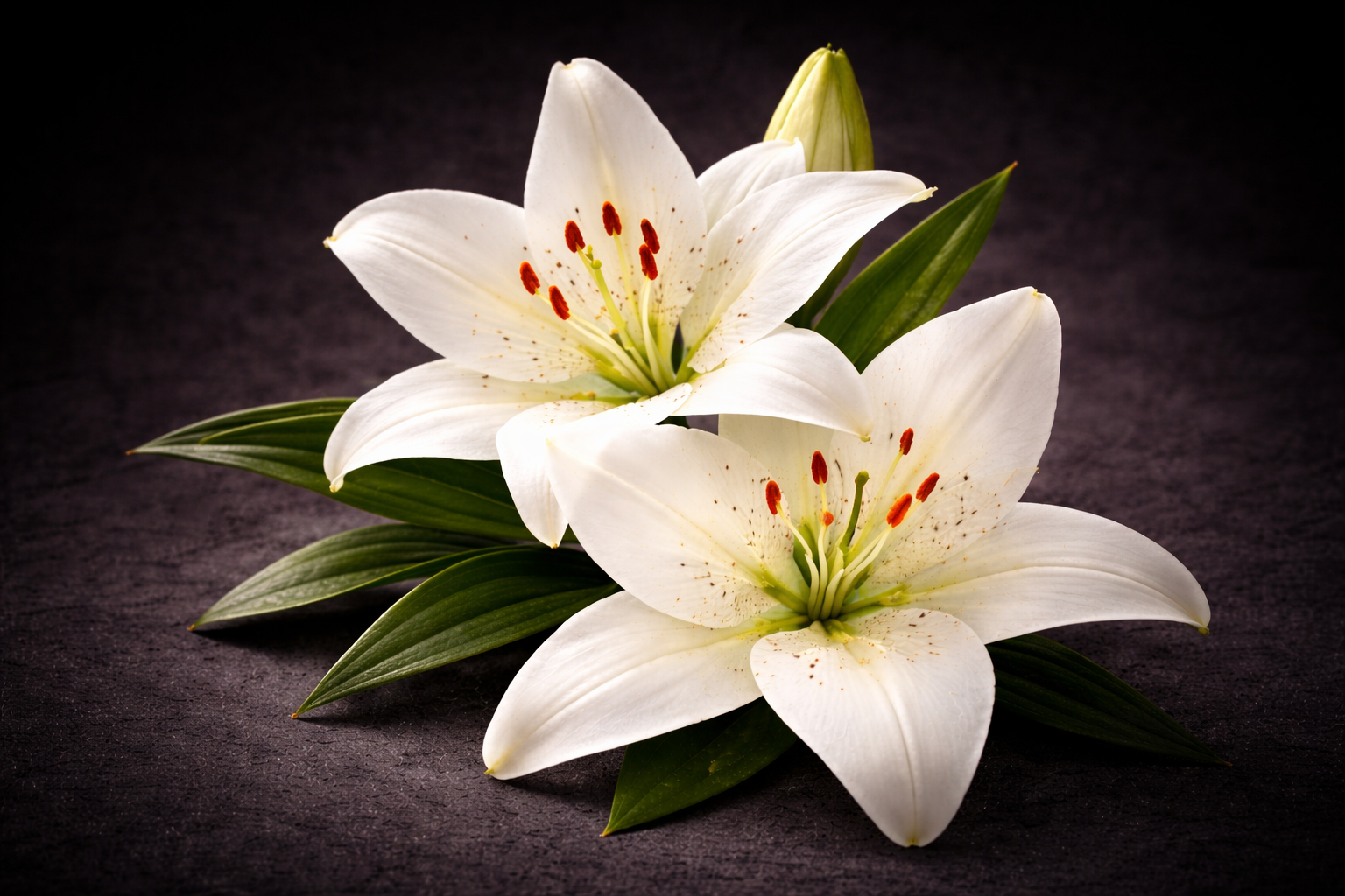 Lily