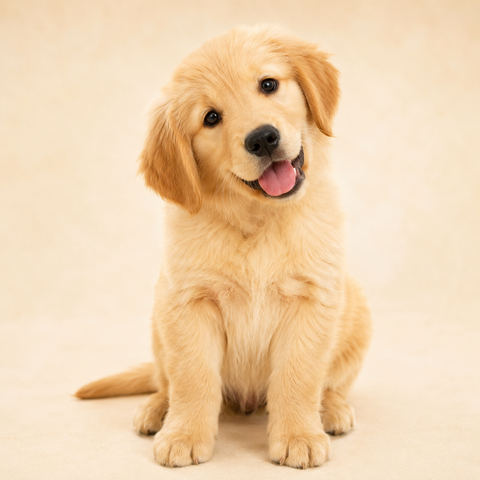 Puppy Gift Card