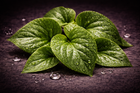 Violet Leaf